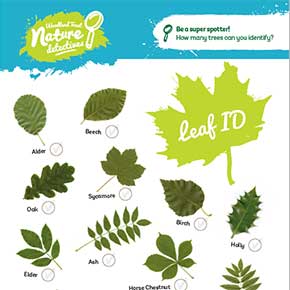 Shrub Leaf Identification Chart
