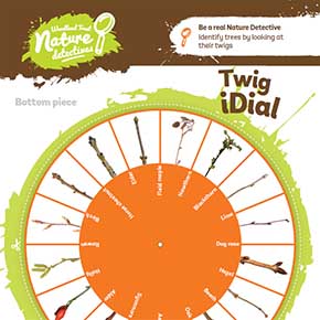 How to Identify Winter Trees - Quiz - Woodland Trust